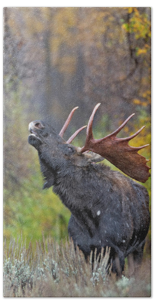 Autumn Hand Towel featuring the photograph Bull Moose in Rut by Gary Langley