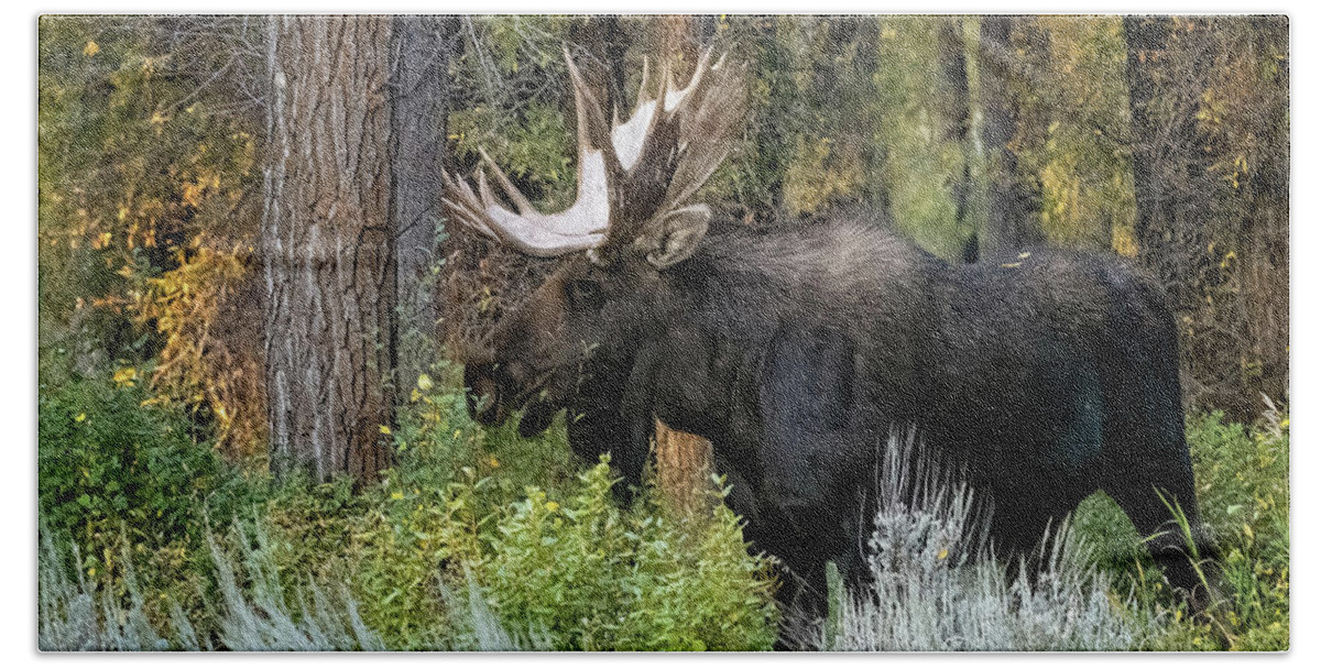 Nature Bath Towel featuring the photograph Bull Moose by Linda Shannon Morgan