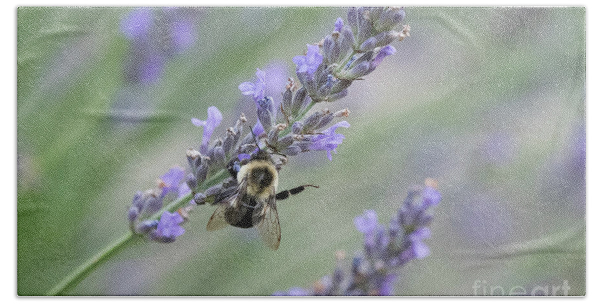 Lavender Hand Towel featuring the photograph Bumblebee on Lavender II by Lorraine Cosgrove