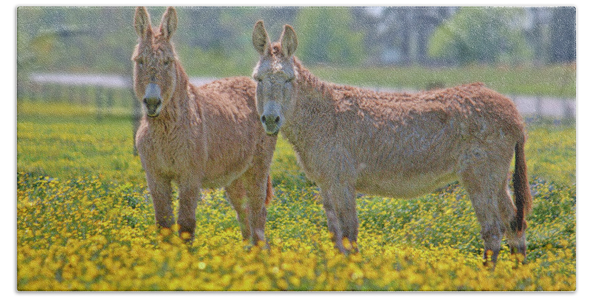 Midland Bath Towel featuring the photograph Burros in the Buttercups by Suzanne Stout