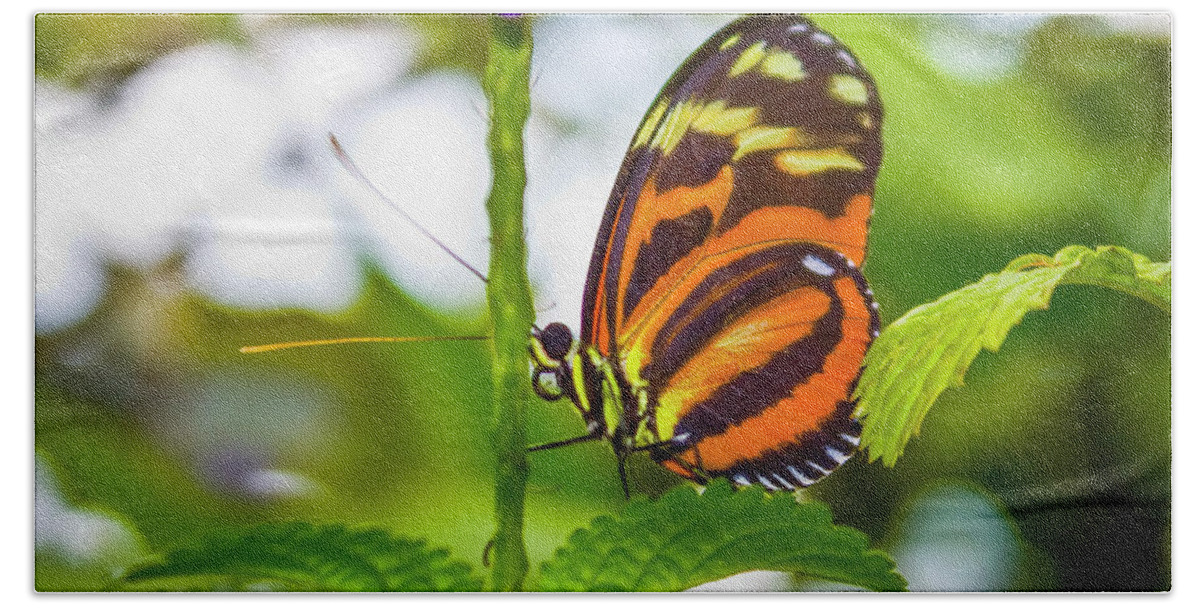 Butterfly Hand Towel featuring the photograph Butterfly by David Beechum