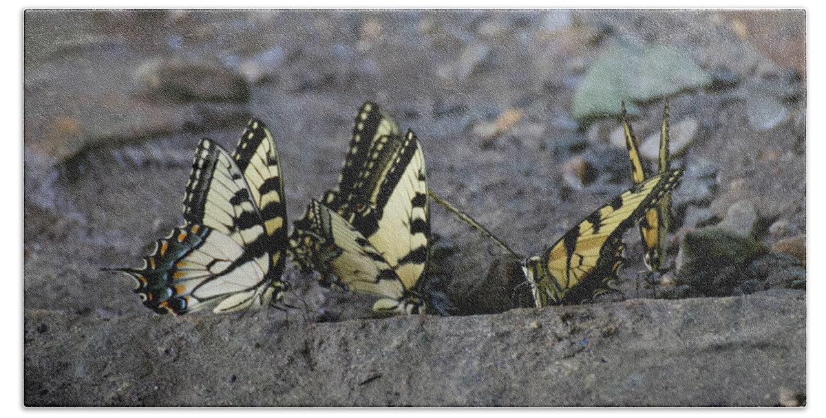 Butterflies Bath Towel featuring the photograph Butterfly Nation Swallowtail Butterflies II by Demetrai Johnson