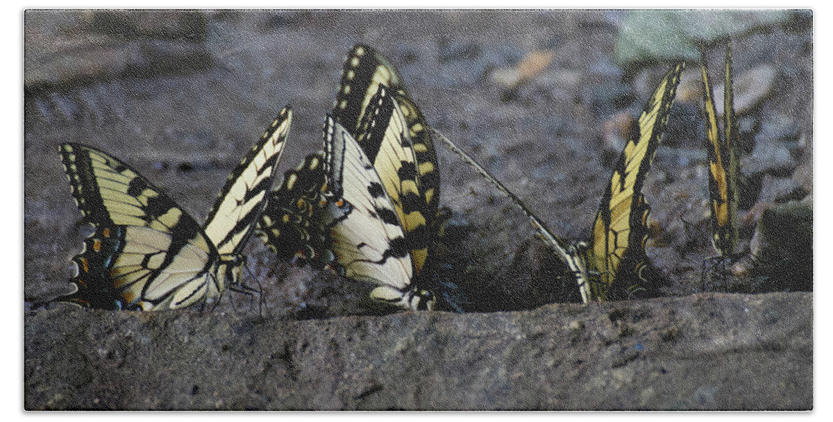 Butterflies Bath Towel featuring the photograph Butterfly Nation Swallowtails Butterflies by Demetrai Johnson
