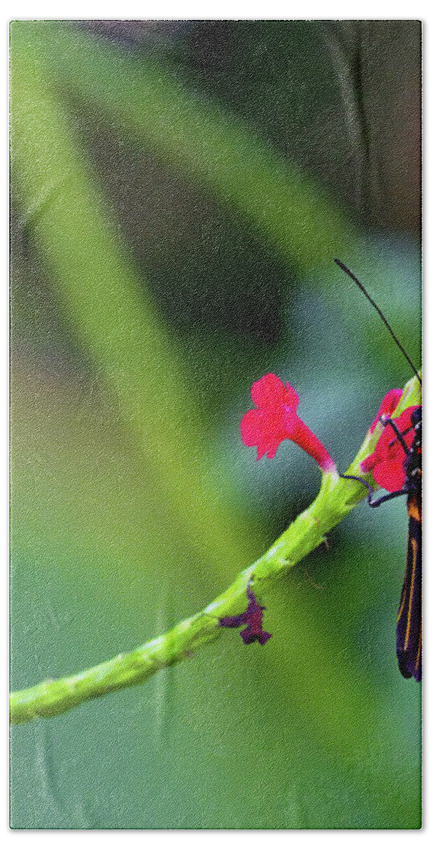 Butterfly Hand Towel featuring the photograph Butterfly on a Stalk by Bob Falcone