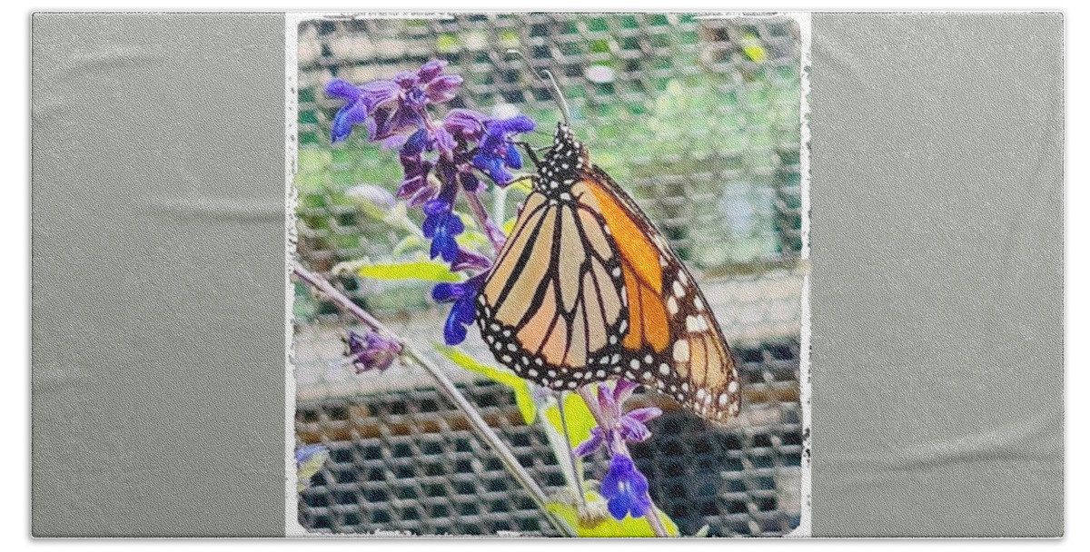 Butterfly Screen Flower Photograph Purple Dots Lines White Orange Black Silver Fence Squares Green Grass Bath Towel featuring the digital art Butterfly on Screen by Kathleen Boyles