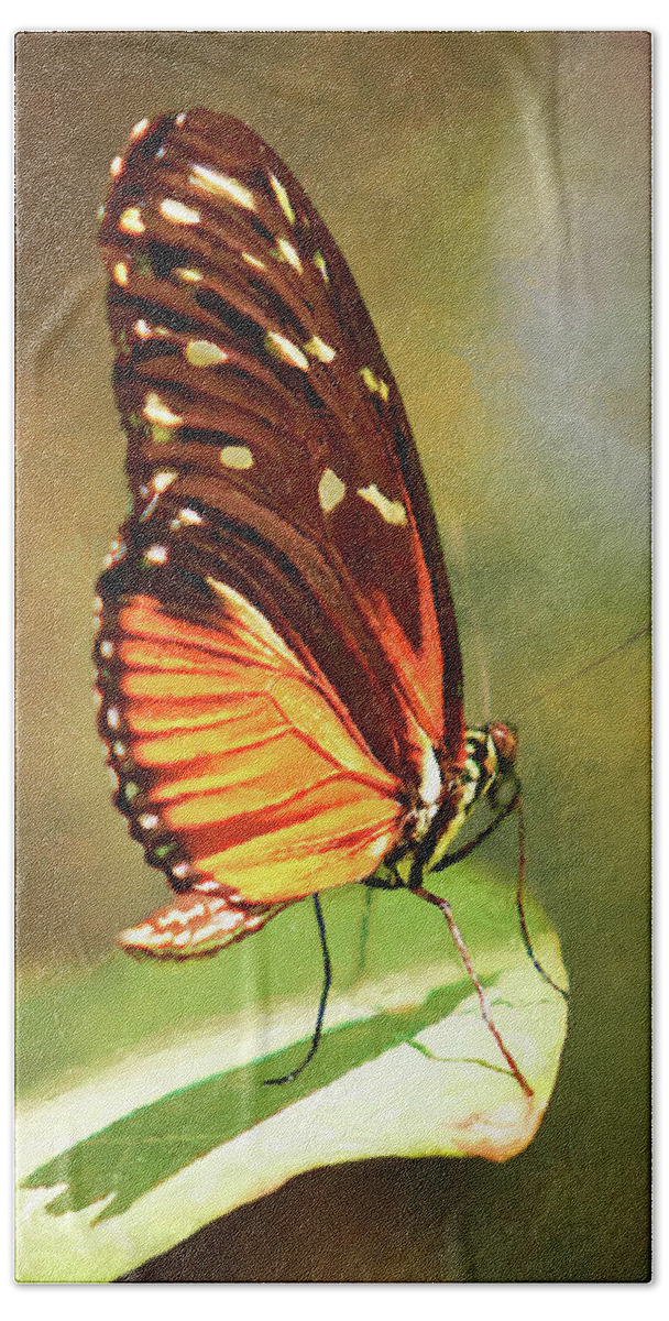 Butterfly Hand Towel featuring the photograph Butterfly Portrait by Randall Allen