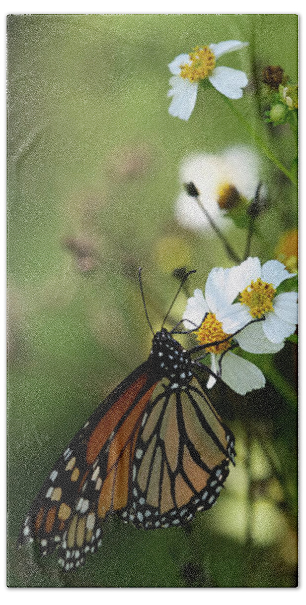 Monarch Hand Towel featuring the photograph Butterfly Resting on A Flower by Rebecca Herranen