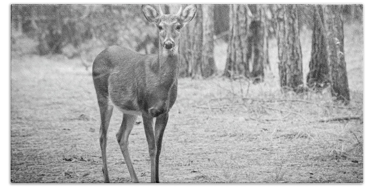 Deer Hand Towel featuring the photograph Button Buck in Emerald Isle Woods Park by Bob Decker