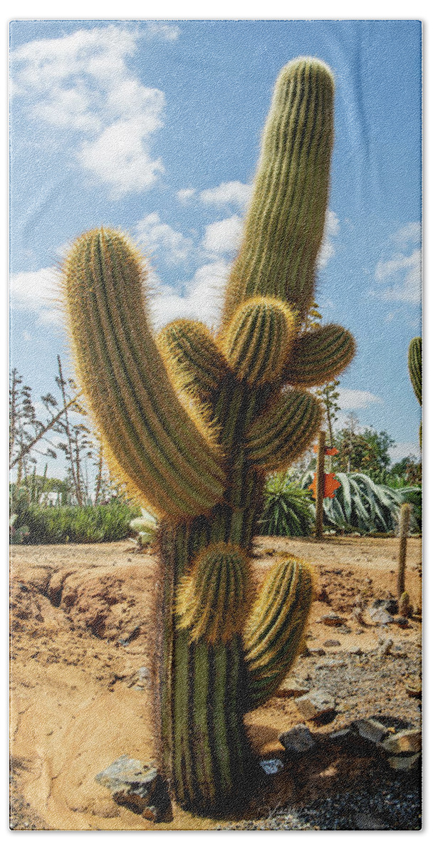 Cactus Bath Towel featuring the photograph Cactus Country by Vicki Walsh