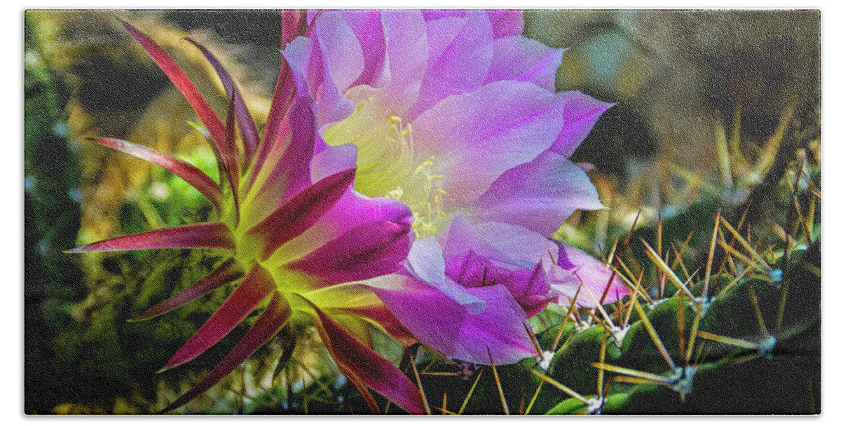 Jon Burch Hand Towel featuring the photograph Cactus Flower by Jon Burch Photography