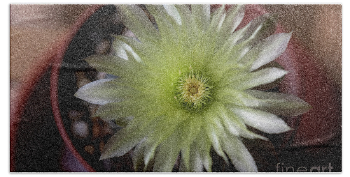 Gymnocalycium Denudatum Bath Towel featuring the photograph Cactus in Blossom by Eva Lechner