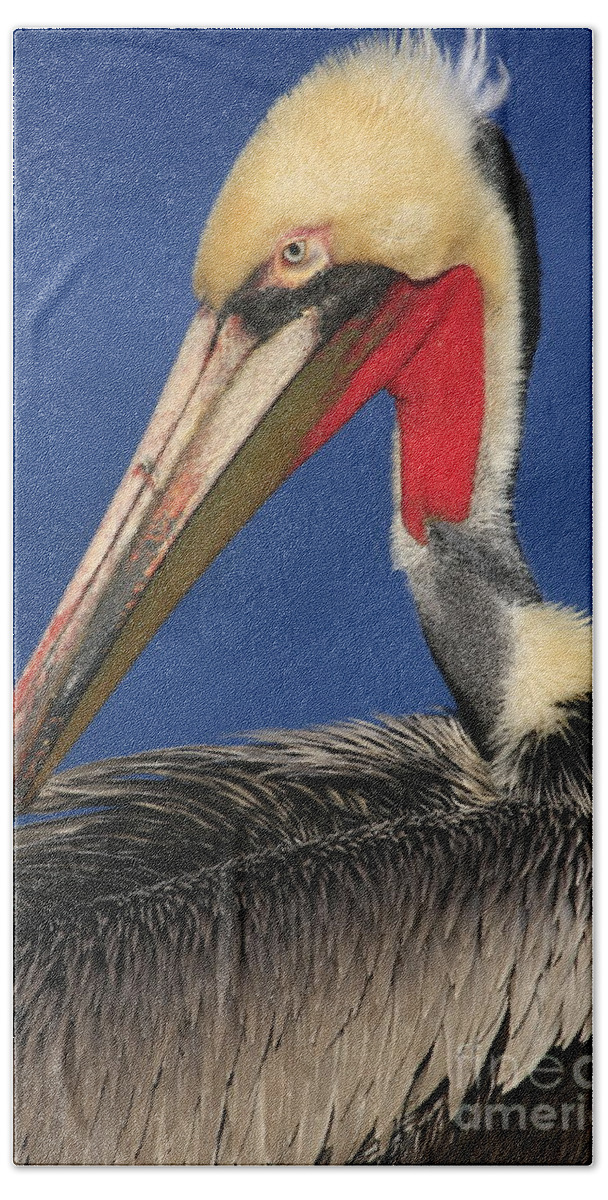Birds Bath Towel featuring the photograph California Brown Pelican Focus by John F Tsumas