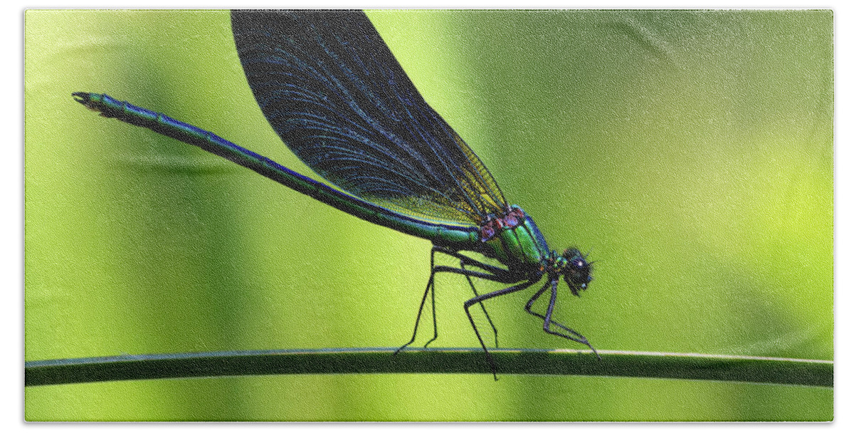 Calopteryx Bath Towel featuring the photograph Calopteryx virgo - the Beautiful Demoiselle by Olivier Parent