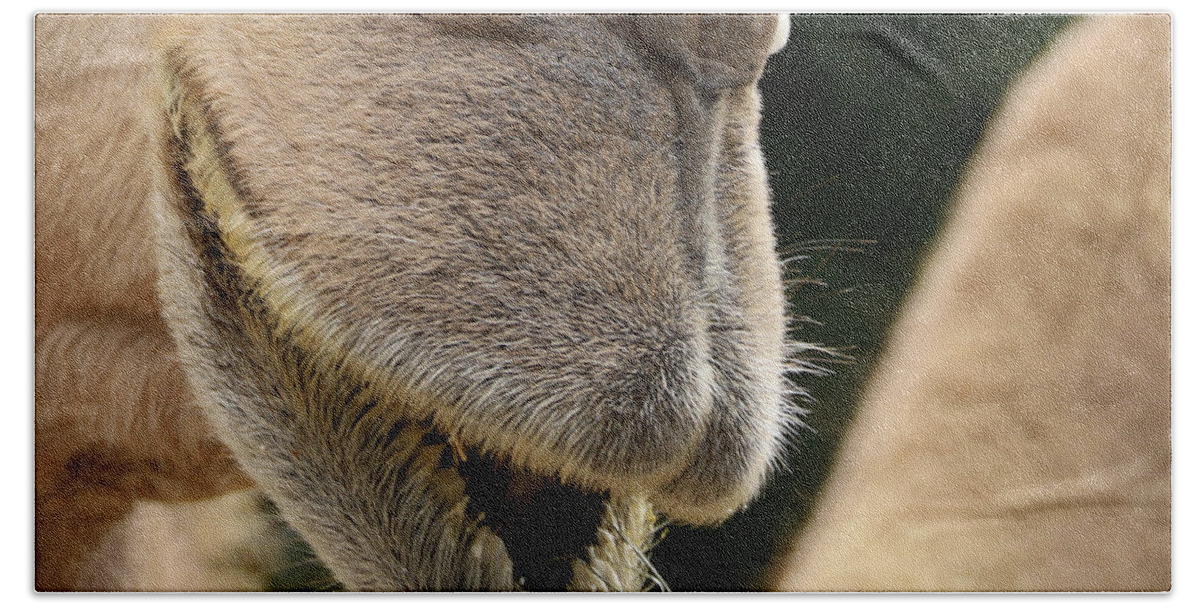 Camel Bath Towel featuring the photograph Camel by M Kathleen Warren