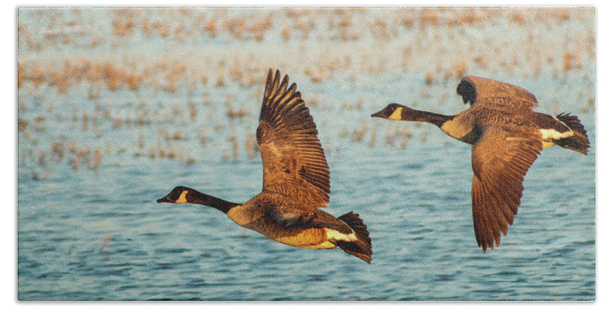 America Bath Sheet featuring the photograph Canada Geese In Flight by Kristia Adams