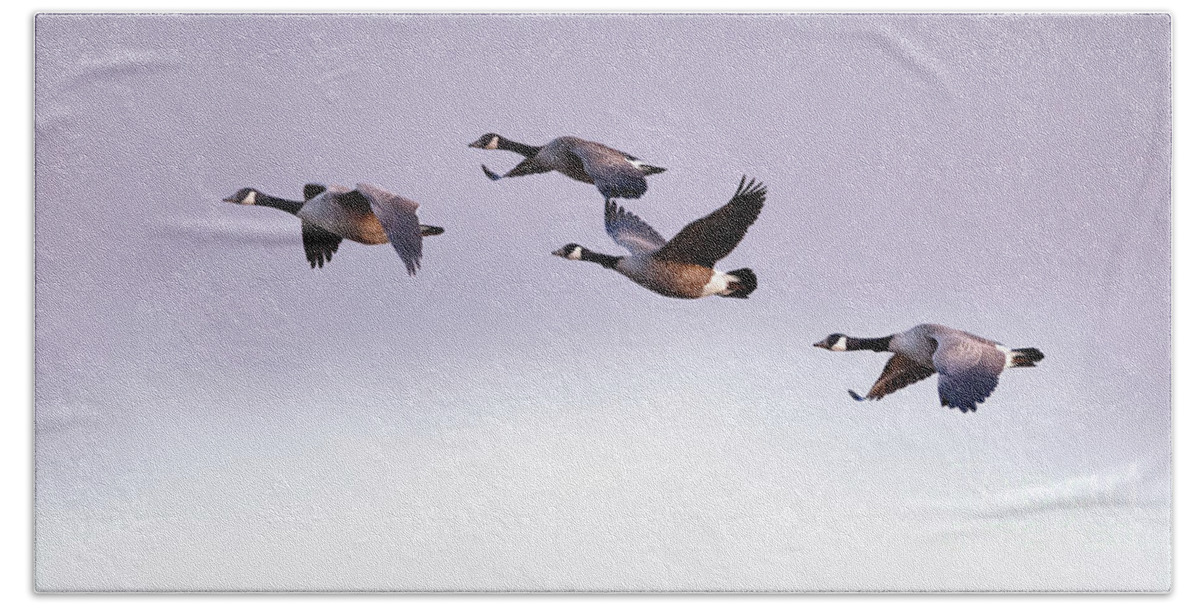 Canada Geese Hand Towel featuring the photograph Canada Geese in Flight by Rehna George