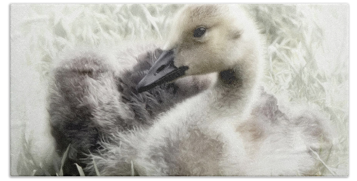 Bird Hand Towel featuring the photograph Canadian Geese Series 4 by Darlene Kwiatkowski