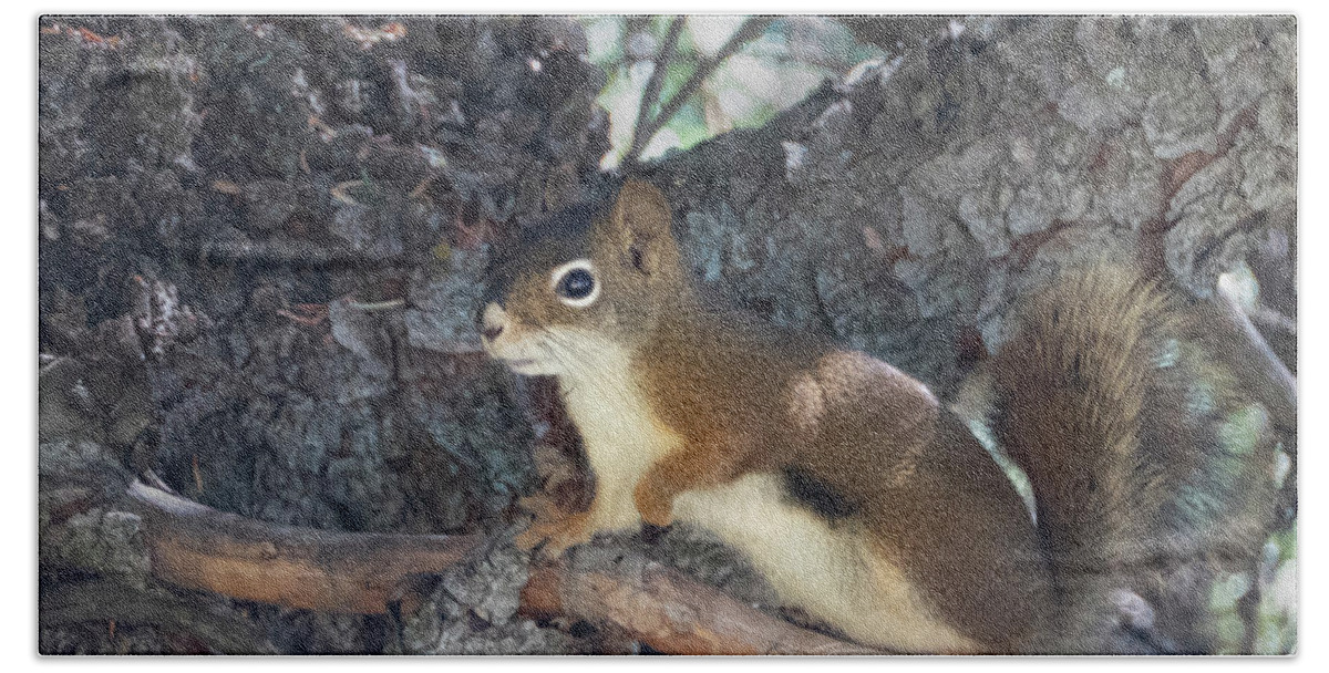 Squirrel Hand Towel featuring the photograph Canadian red squirrel by Phil And Karen Rispin