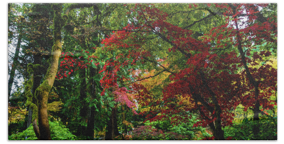 Autumn Bath Towel featuring the photograph Canopy of Maple Trees in Autumn by Aashish Vaidya