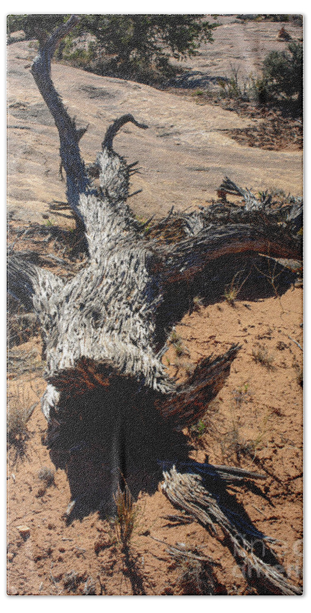Canyonlands National Park Bath Towel featuring the photograph Canyonlands Spiny Tree Trunk by Bob Phillips