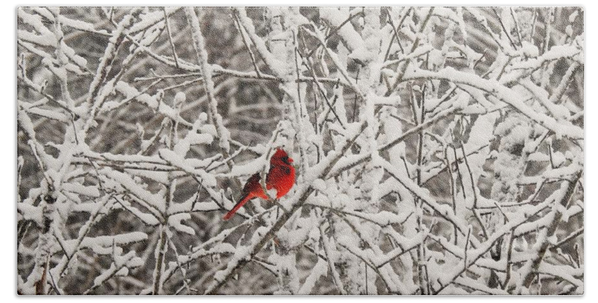 Cardinal In A Snowy Tree Bath Towel featuring the photograph Cardinal in a Snowy Tree by Eunice Miller