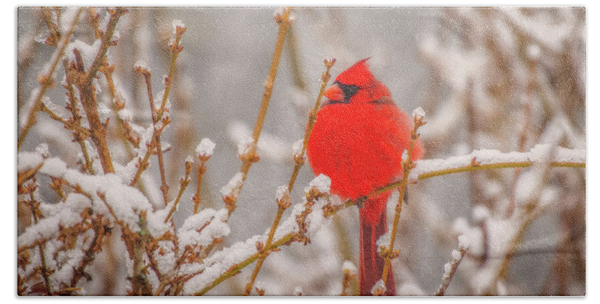 Great Smoky Mountains National Park Hand Towel featuring the photograph Cardinal in the Snow by Robert J Wagner