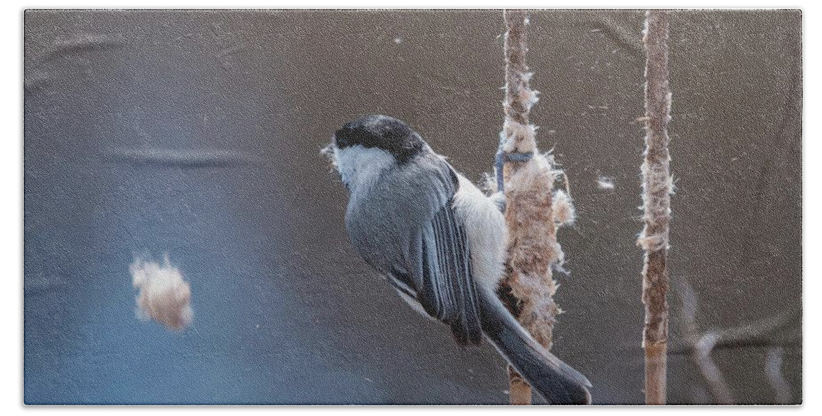 Action Hand Towel featuring the photograph Carolina Chickadee Feeding on Cattail by Liza Eckardt