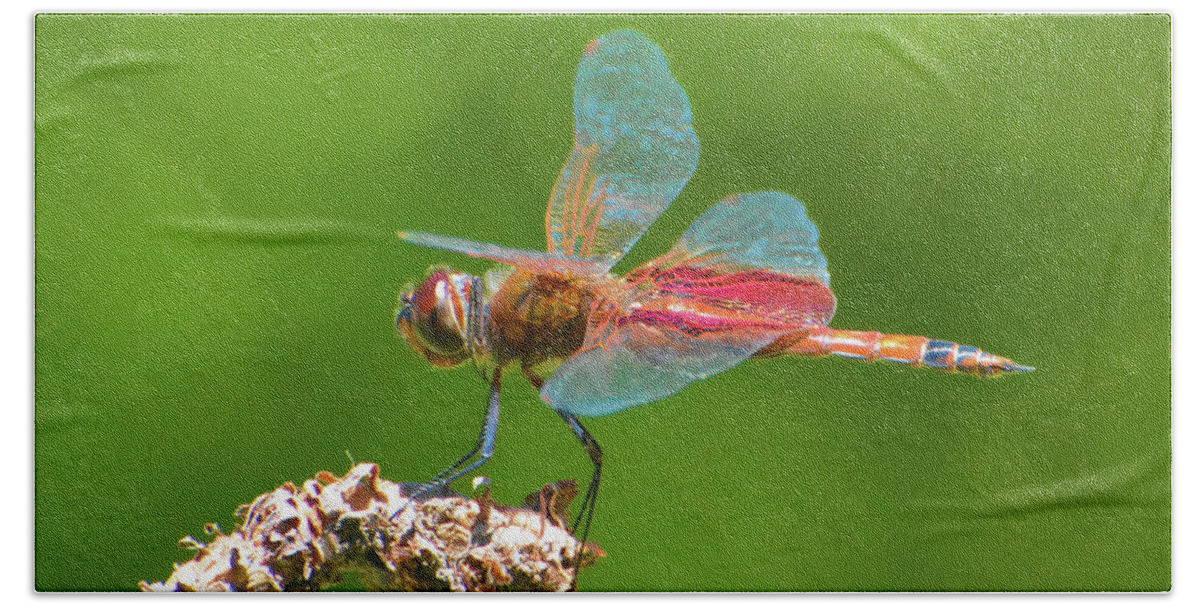 Dragonfly Bath Towel featuring the photograph Carolina Saddlebags Dragonfly by Jerry Griffin