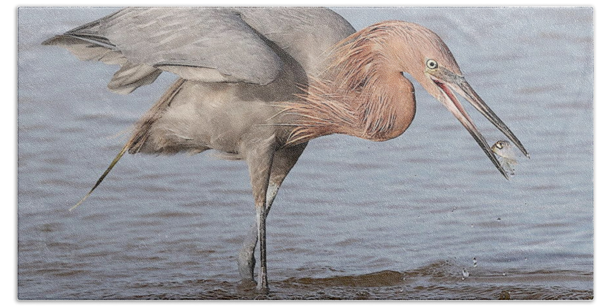 Reddish Egret Bath Towel featuring the photograph Catch is not Secured Yet by Mingming Jiang