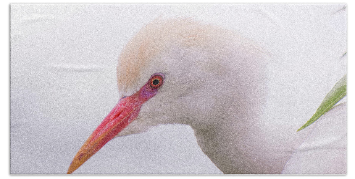 Cattle Bath Towel featuring the photograph Cattle Egret by Carolyn Hutchins