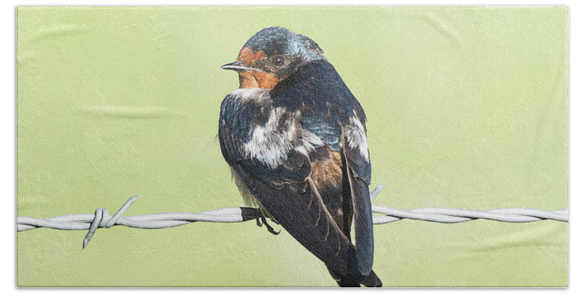 Bird Bath Towel featuring the photograph Cave Swallow by Dennis Hammer