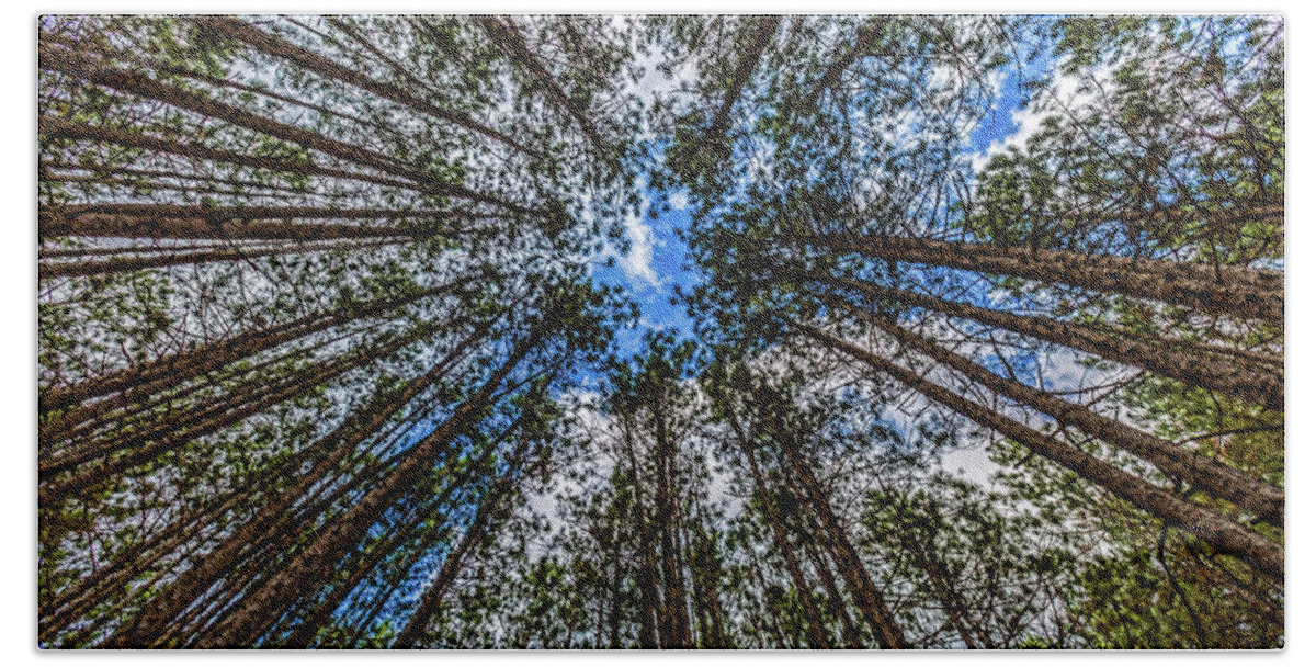 Higgins Lake Bath Towel featuring the photograph CCC Pines Lookup by Joe Holley