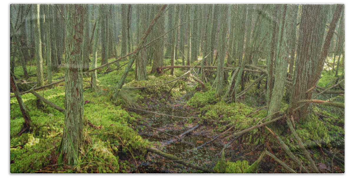 New Jersey Bath Sheet featuring the photograph Cedar Swamp at Franklin Parker Preserve by Kristia Adams