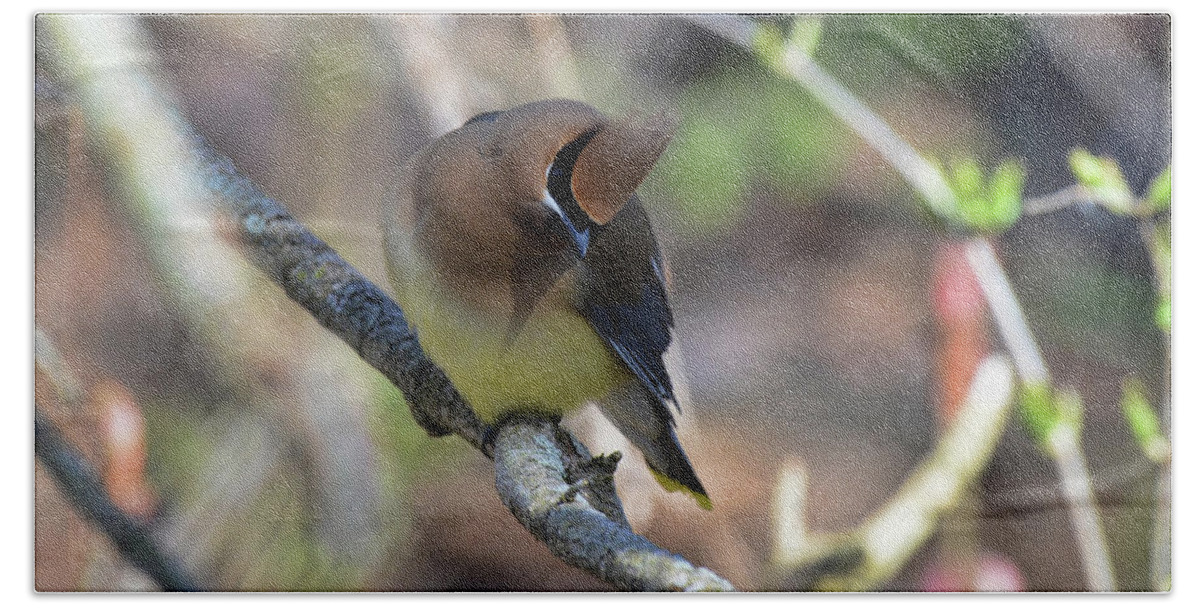  Bath Towel featuring the photograph Cedar Waxwing 6 by David Armstrong
