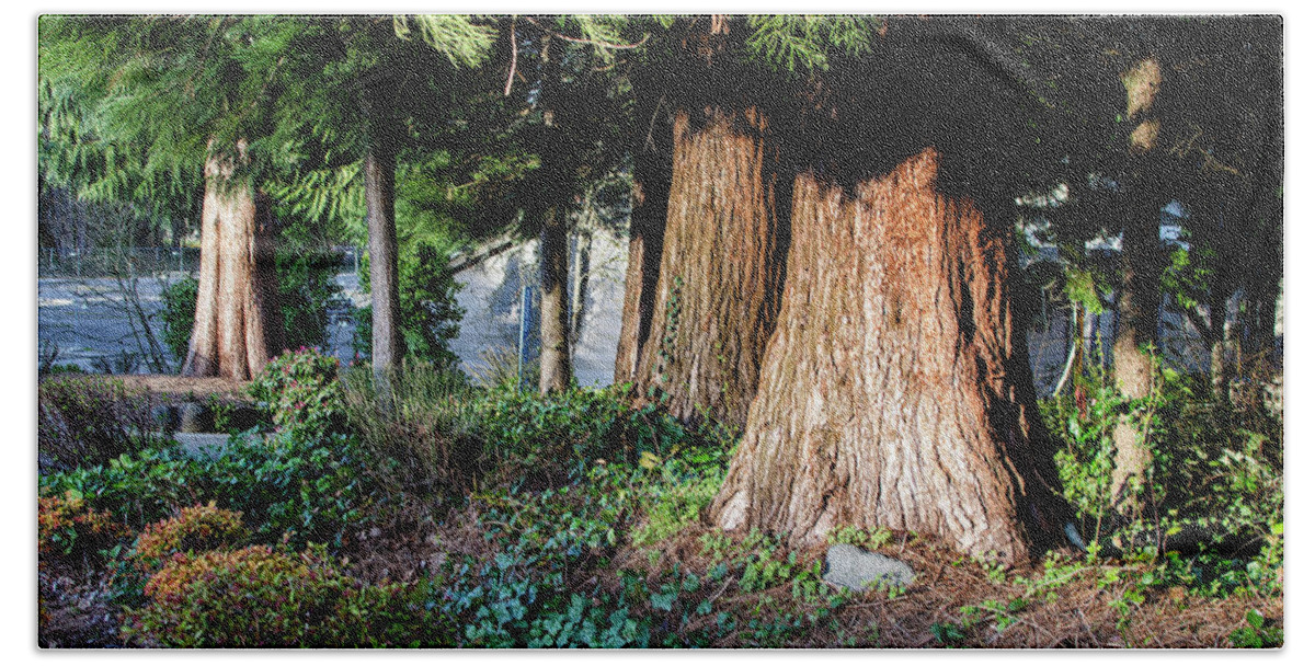 Fine Art Hand Towel featuring the photograph Cedars in the Park by Greg Sigrist