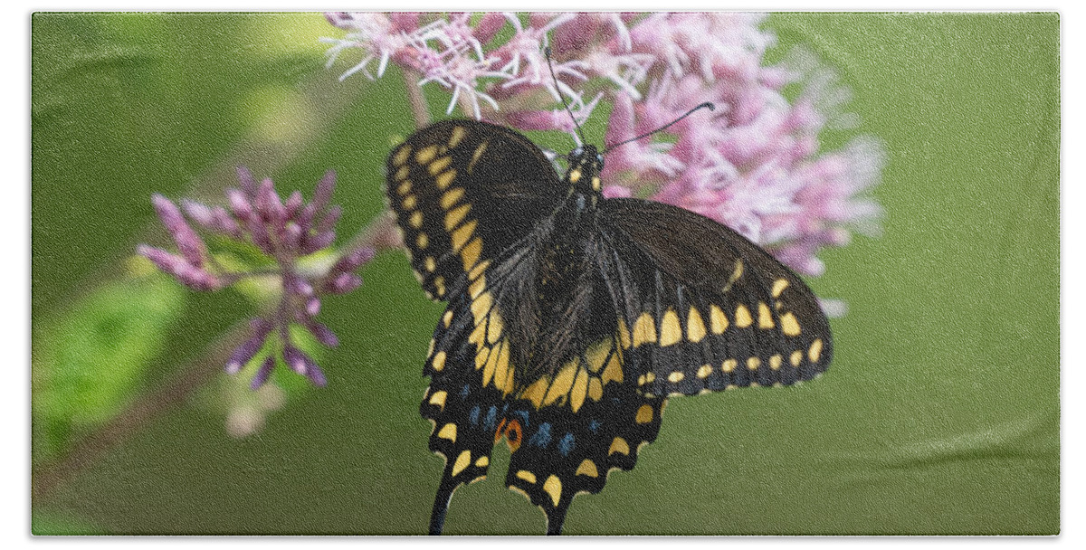 Butterfly Bath Sheet featuring the photograph Chasing Butterflies by Linda Bonaccorsi