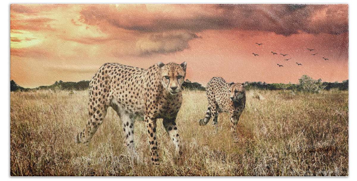 Cheetah Bath Towel featuring the photograph Cheetah Hunt by Ed Taylor