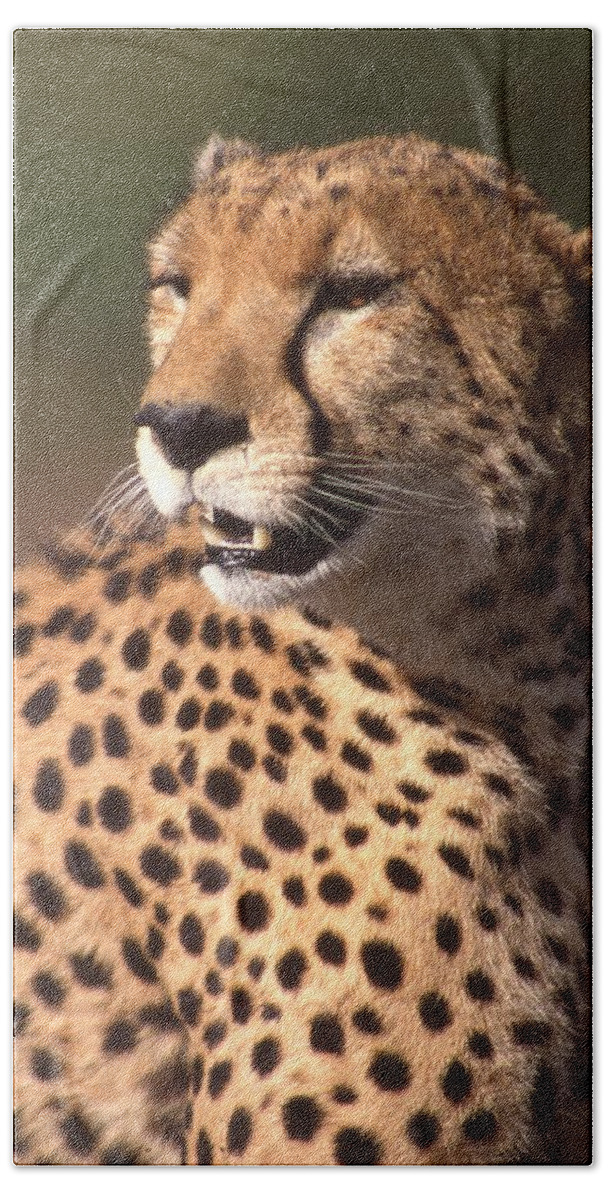 Cheetah Bath Towel featuring the photograph Cheetah Profile by Russel Considine