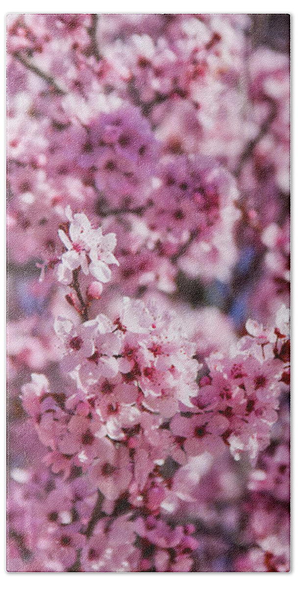 Cherry Tree Bath Towel featuring the photograph Cherry blossoms by Tatiana Travelways