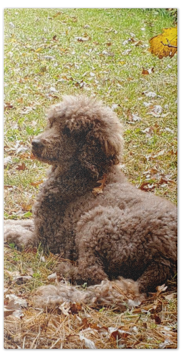 Standard Hand Towel featuring the photograph Chillaxing by Gigi Dequanne