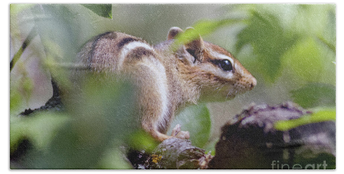 Chipmunk Bath Towel featuring the photograph Chippy in the Preserve by Natural Focal Point Photography