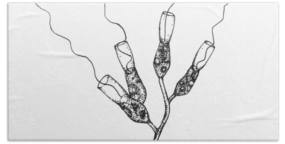 Protozoa Bath Towel featuring the drawing Choanoflagellates by Katelyn Solbakk