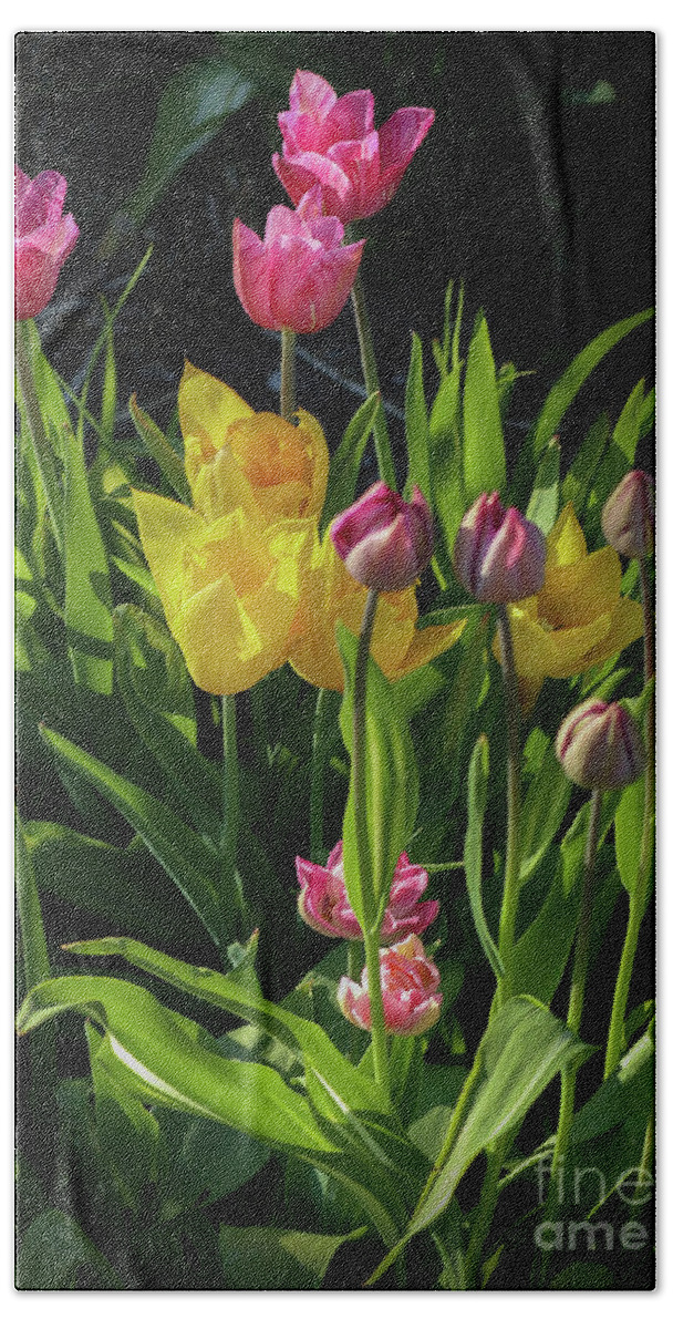 Yellow Hand Towel featuring the photograph Chorus of Tulips and Daffodils by D Lee