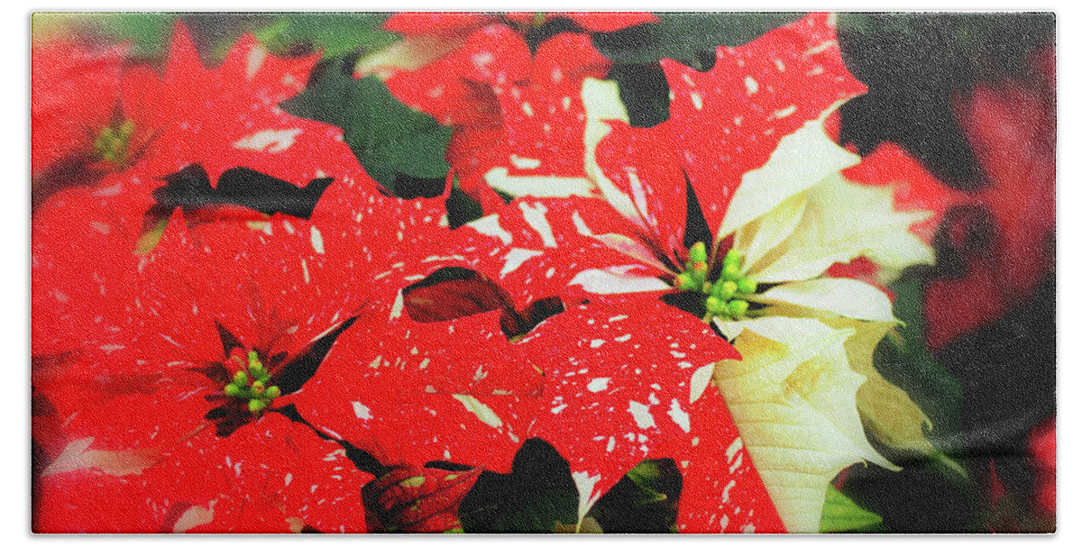 Poinsettas Hand Towel featuring the photograph  Christmas Poinsettas by Elaine Manley