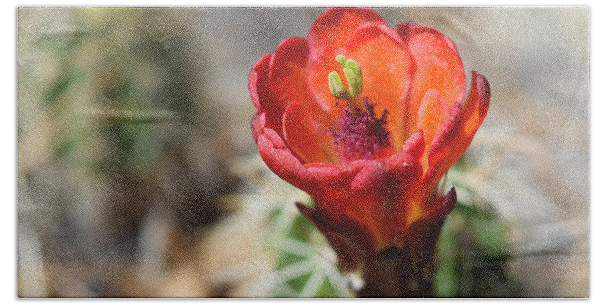 Cactus Hand Towel featuring the photograph Claret Cup Cactus by Bonny Puckett
