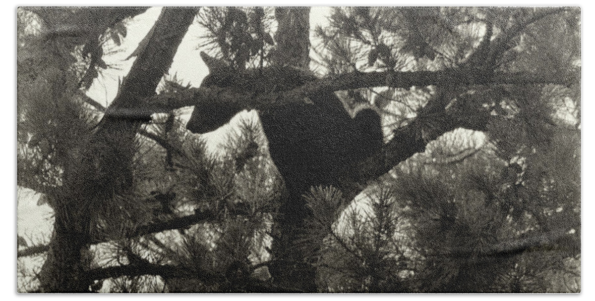 Bear Bath Towel featuring the photograph Climbing Bear 4 by Phil Perkins