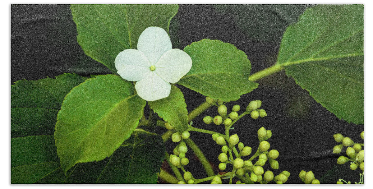 Flowers Bath Towel featuring the photograph Climbing Hydrangea by David Lee