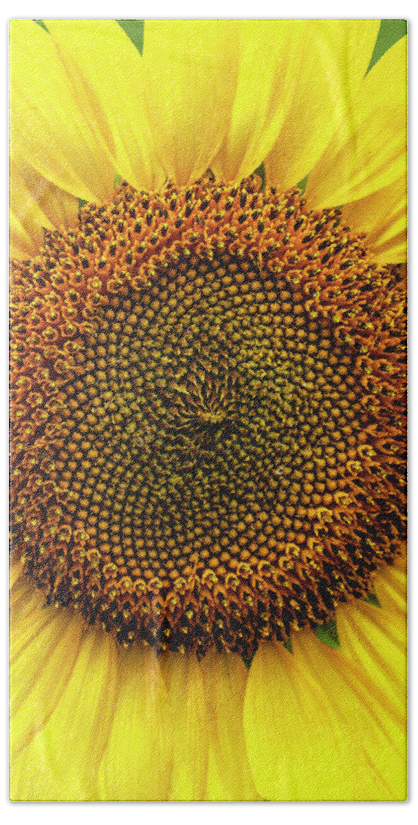 Sunflower Hand Towel featuring the photograph Close-up Detail of Sunflower by Bob Decker