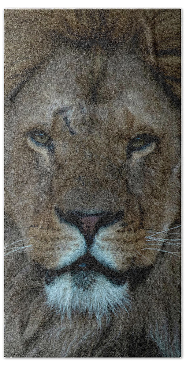 Close-up Bath Towel featuring the photograph Close-up Lion by Marjolein Van Middelkoop