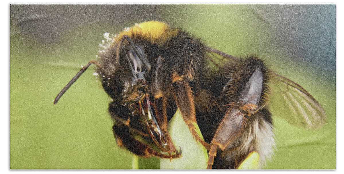 Nature Bath Towel featuring the photograph Close Up Of An Earth Bumblebee by MPhotographer